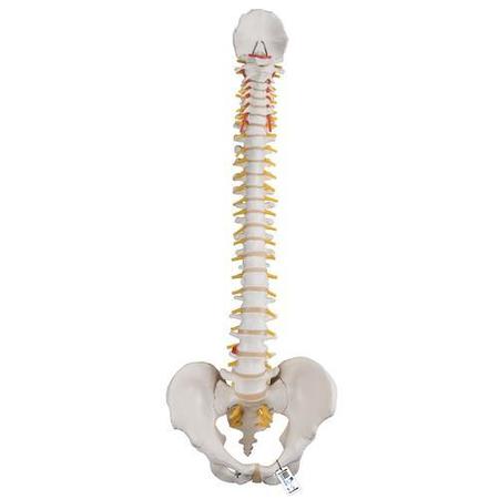 3B SCIENTIFIC Classic Flexible Spine - w/ 3B Smart Anatomy 1000121